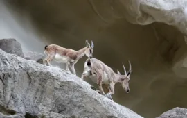 Drought and neglect endanger Zamuran’s deer