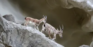 Drought and neglect endanger Zamuran’s deer