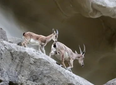 Drought and neglect endanger Zamuran’s deer