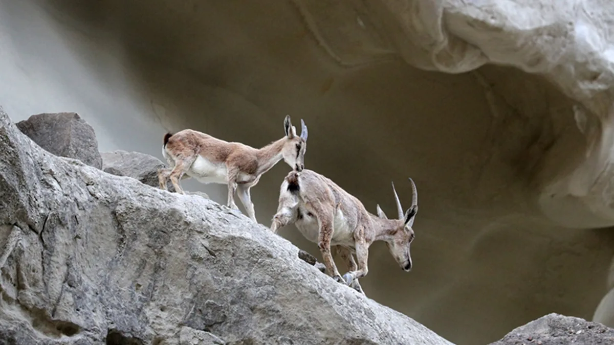 Drought and neglect endanger Zamuran’s deer