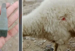 تربت کے بعد بلیدہ بھی نشانہ؛ ڈیتھ اسکواڈ کی مبینہ سرگرمیاں بڑھ گئیں