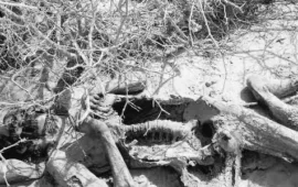 خاران نارو کے علاقے سے پرانی لاش برآمد، شناخت نہ ہوسکی