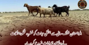بلوچستان خشک سالی سے جنگلی حیات کو خطرہ، محکمۂ جنگلات نے ہنگامی اقدامات شروع کر دیے.