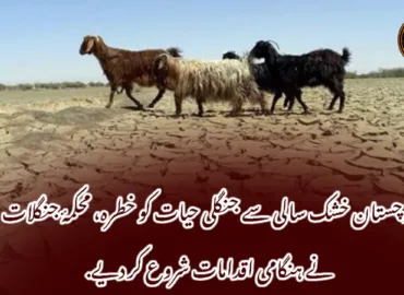 بلوچستان خشک سالی سے جنگلی حیات کو خطرہ، محکمۂ جنگلات نے ہنگامی اقدامات شروع کر دیے.