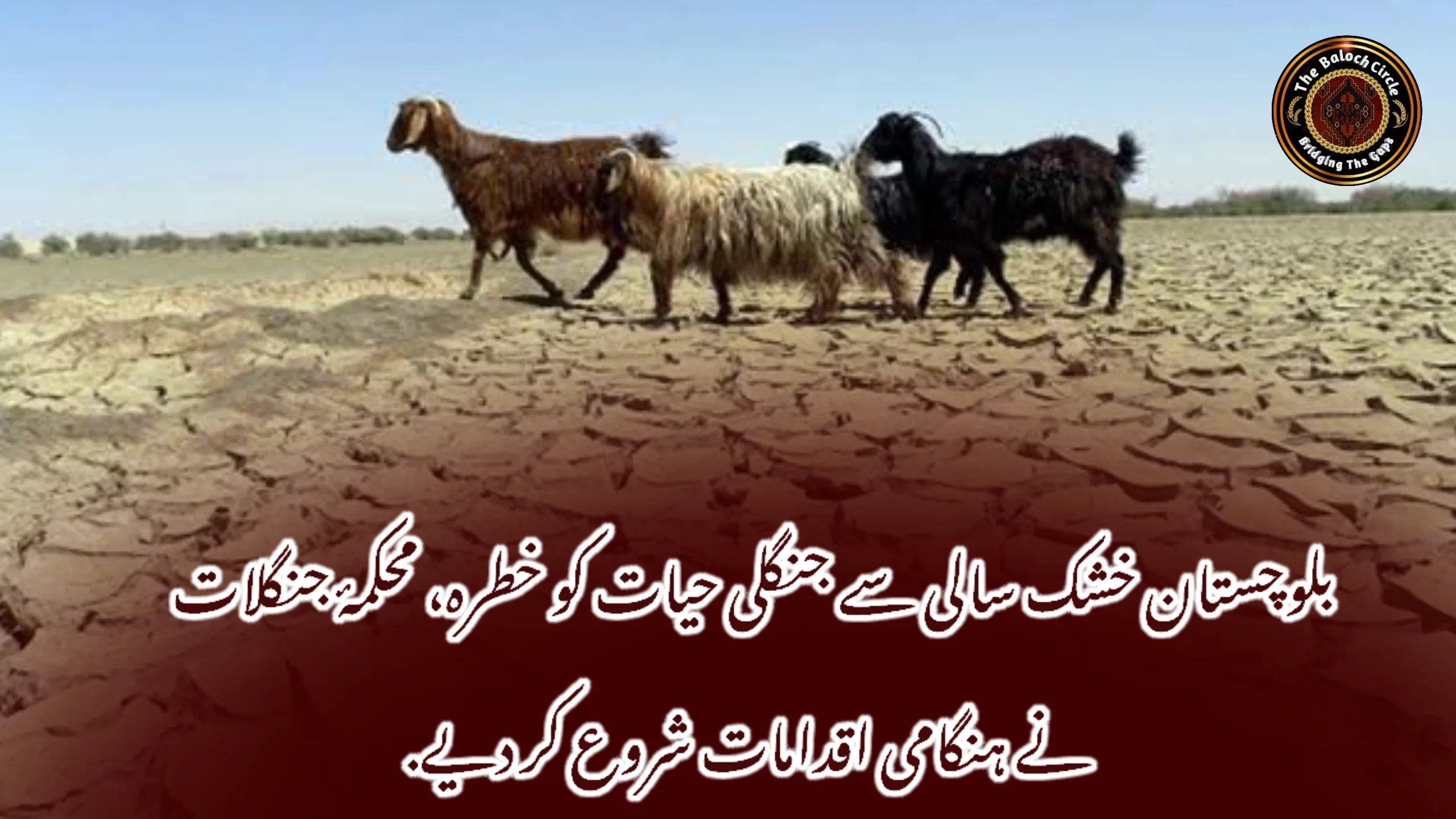 بلوچستان خشک سالی سے جنگلی حیات کو خطرہ، محکمۂ جنگلات نے ہنگامی اقدامات شروع کر دیے.