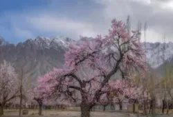 مستونگ میں عام عوام پر ڈرون حملہ ریاستی دہشتگردی اور سفاکیت ہے. بلوچ یکجہتی کمیٹی