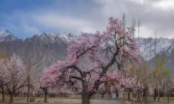 مستونگ میں عام عوام پر ڈرون حملہ ریاستی دہشتگردی اور سفاکیت ہے. بلوچ یکجہتی کمیٹی